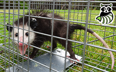 Vermilion Parish trapping