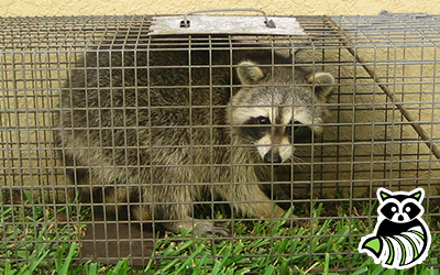 Abbeville trapping